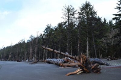 Olympic National Park: Hoh Rain Forest and Rialto Beach Tour - The 9-hour rhythm: why the timing feels efficient (not rushed)