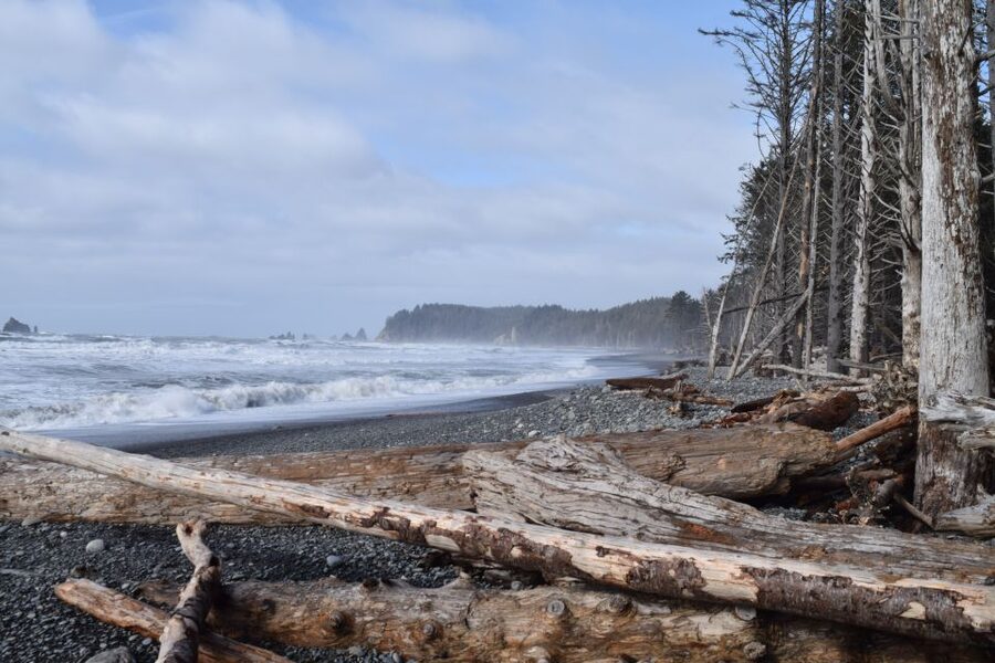 Olympic National Park: Hoh Rain Forest and Rialto Beach Tour - Price and value: what you’re really paying for