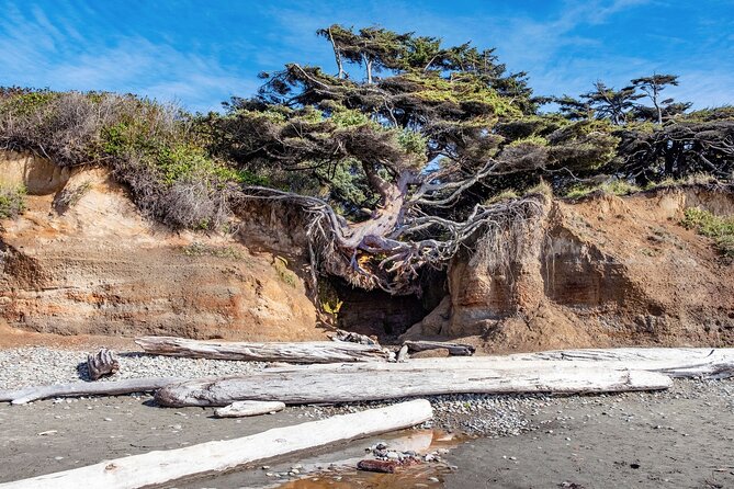 Olympic National Park Self-Guided Audio Tour - Best way to choose what to do on the day: match your feet to the stops