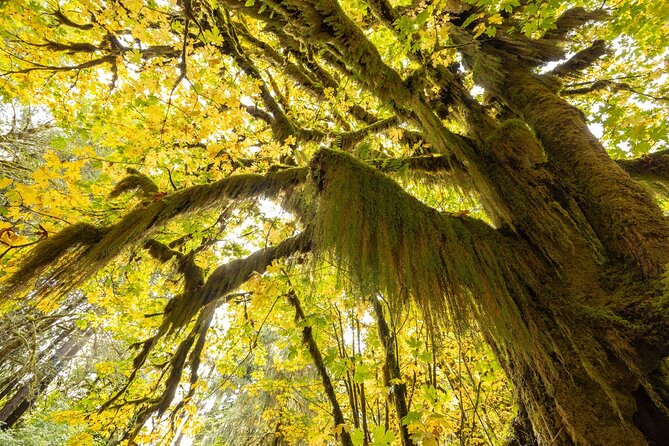 Olympic National Park Self-Guided Audio Tour - FAQ