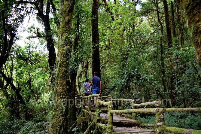One day Doi Inthanon National Park & Trekking on Kew Mae Pan - Key takeaways before you go