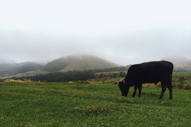 One Day Hike around Taipei's Yangmingshan National Park - Key Highlights You’ll Feel on the Trail