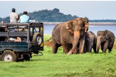 One day Yala National Park from Galle/Hikkaduwa/Mirissa/Unawatuna - Entering Yala National Park Early: Why the Morning Plan Works