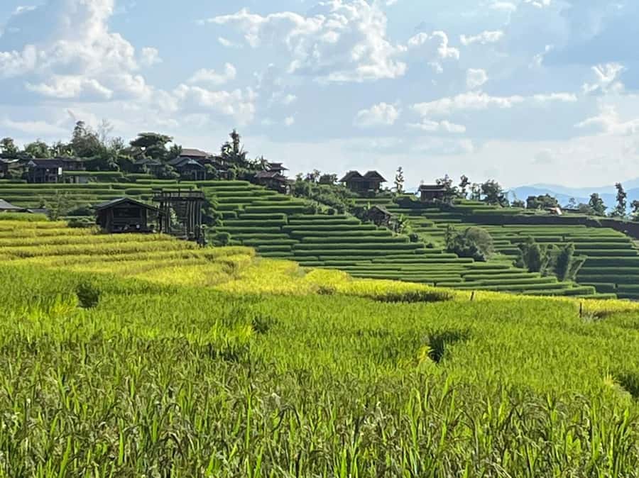Pa Pong Piang Rice Terraces & Doi Inthanon National Park - Key things to know before you go