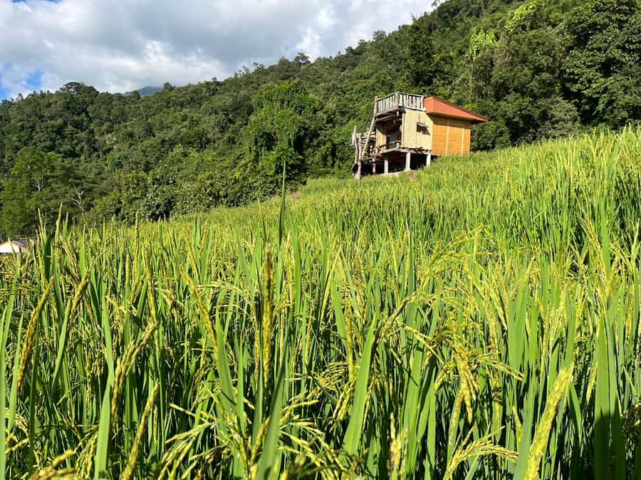 Pa Pong Piang Rice Terraces & Doi Inthanon National Park - King and Queen’s pagodas: viewpoints plus gardens