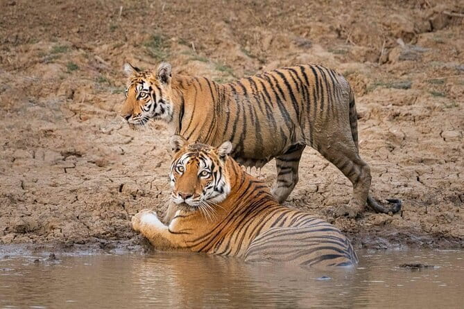 Panna National Park and Tiger Reserve Jeep Safari from Khajuraho - Key things to know before you go