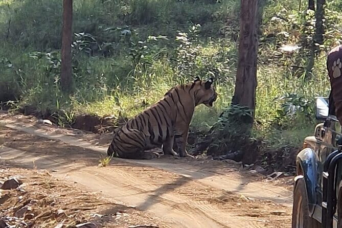 Panna National Park and Tiger Reserve Jeep Safari from Khajuraho - Panna Tiger Reserve: why it’s a smart add-on from Khajuraho