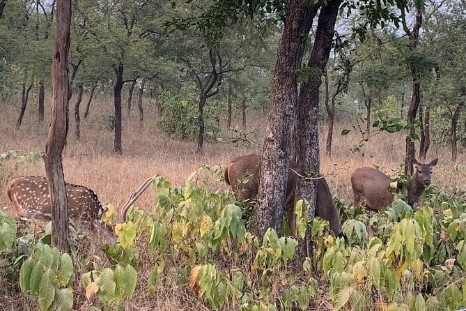 Panna National Park and Tiger Reserve Jeep Safari from Khajuraho - Naturalist help: what’s included and what you might want to watch for