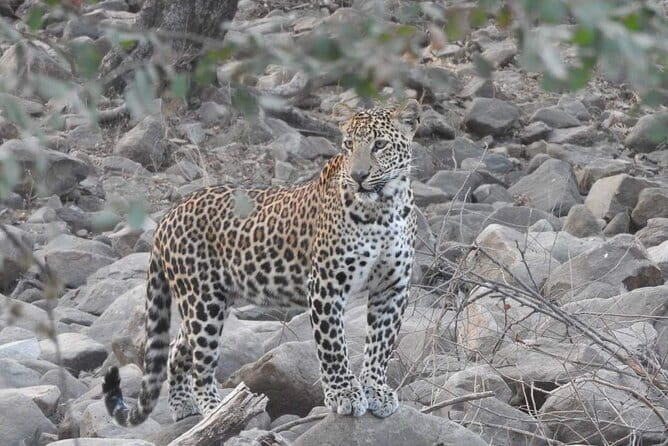 Panna National Park and Tiger Reserve Jeep Safari from Khajuraho - The jeep safari setup: open Gypsy, core area, and how to use it
