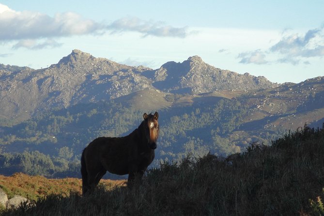 Peneda-Gerês National Park - A Time Travel Through The Mountains - - Petroglyphs before lunch: ancient carvings, interpreted in situ