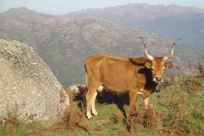 Peneda-Gerês National Park - Nature & Tastings - - Sunset tasting with a family producer: the day ends on flavor, not fatigue