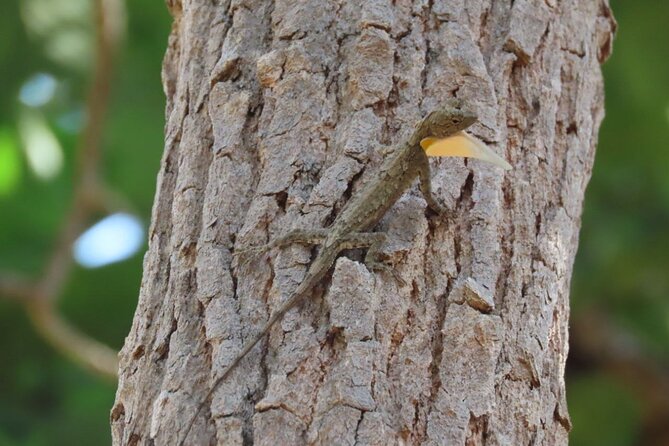Phnom Penh & Kirirom National Park Birds Tour - Sunrise-First Birding From Phnom Penh