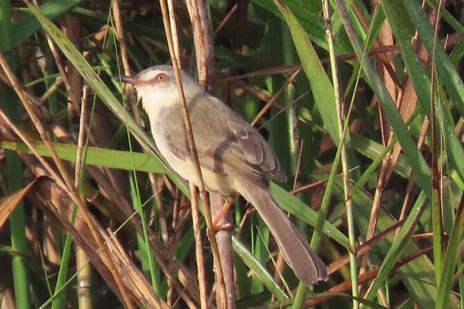 Phnom Penh & Kirirom National Park Birds Tour - Day 2 in Kirirom National Park: Forest Birds at First Light