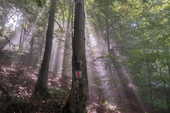 Piatra Craiului National Park Private Hiking Tour from Brasov - Gear and safety: what to pack so you don’t suffer