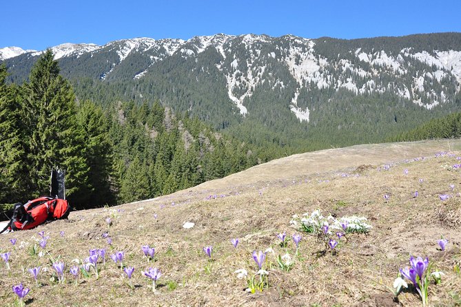 Piatra Craiului National Park Private Hiking Tour from Brasov - Price and value: does $126.98 buy something real?