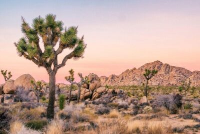 Private-36 Hour Adventure in Joshua Tree National Park - Where You Meet (Yucca Valley) and What to Expect Before You Go