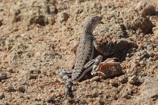 Private-36 Hour Adventure in Joshua Tree National Park - Price and Value: Is $1,200 Per Person Worth It?