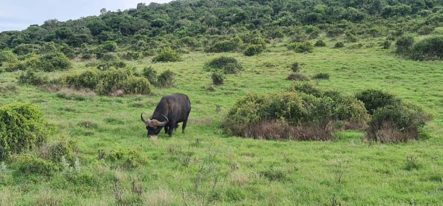Private Addo Elephant National Park Half Day Tour - Key things I’d watch for on this Addo half-day
