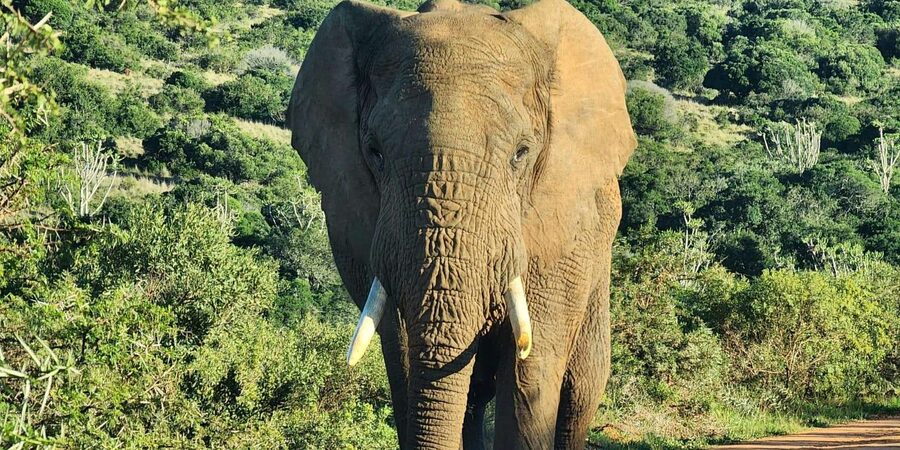 Private Addo Elephant National Park Half Day Tour - Who this private Addo tour is best for