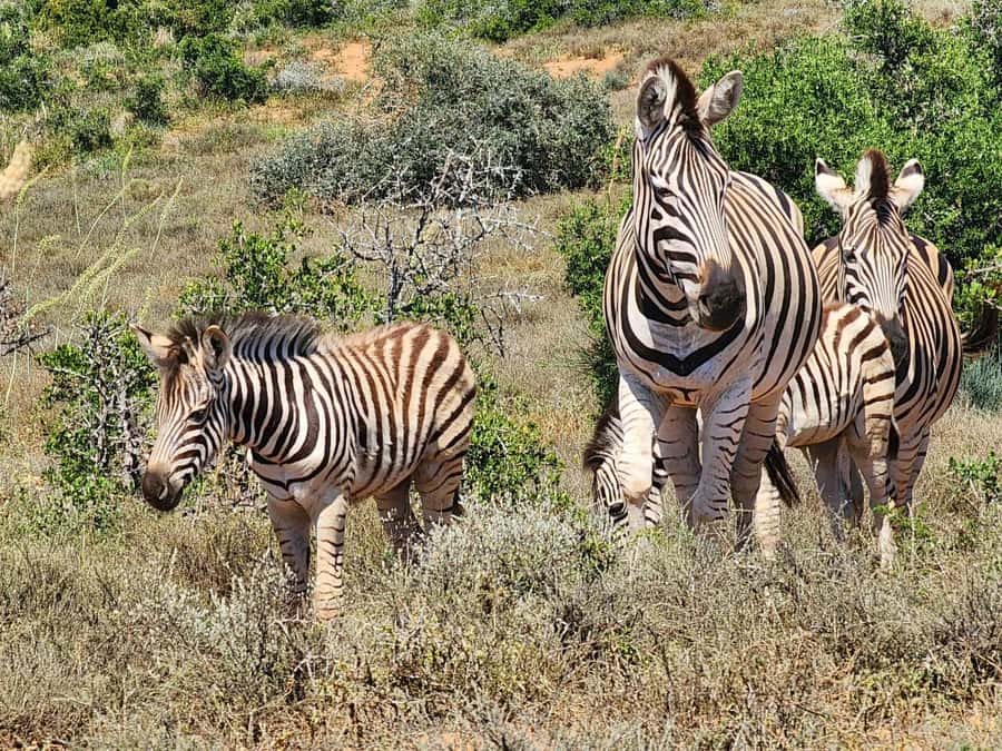 Private Addo Elephant National Park Half Day Tour - Half-day Addo: what 5 hours really feels like