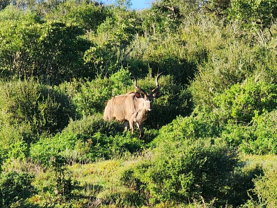 Private Addo Elephant National Park Half Day Tour - Your Toyota Hilux 4x4 ride: comfort, ventilation, and photos