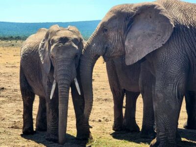 Private Addo Elephant National Park Half Day Tour - Pickup and the Cattle Baron lunch stop that anchors your day