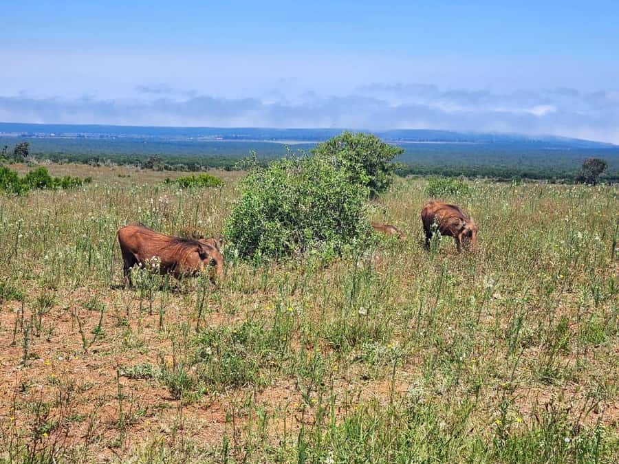 Private Addo Elephant National Park Half Day Tour - Entering Addo: how wild animals change your strategy