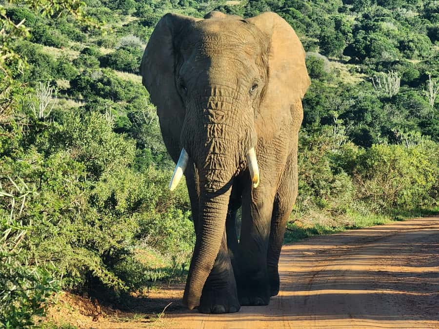 Private Addo Elephant National Park Half Day Tour - The Big Five odds: aiming for four (not counting the leopard)