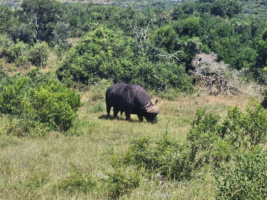 Private Addo Elephant National Park Half Day Tour - The “tea and sightings” rhythm that keeps you from feeling rushed