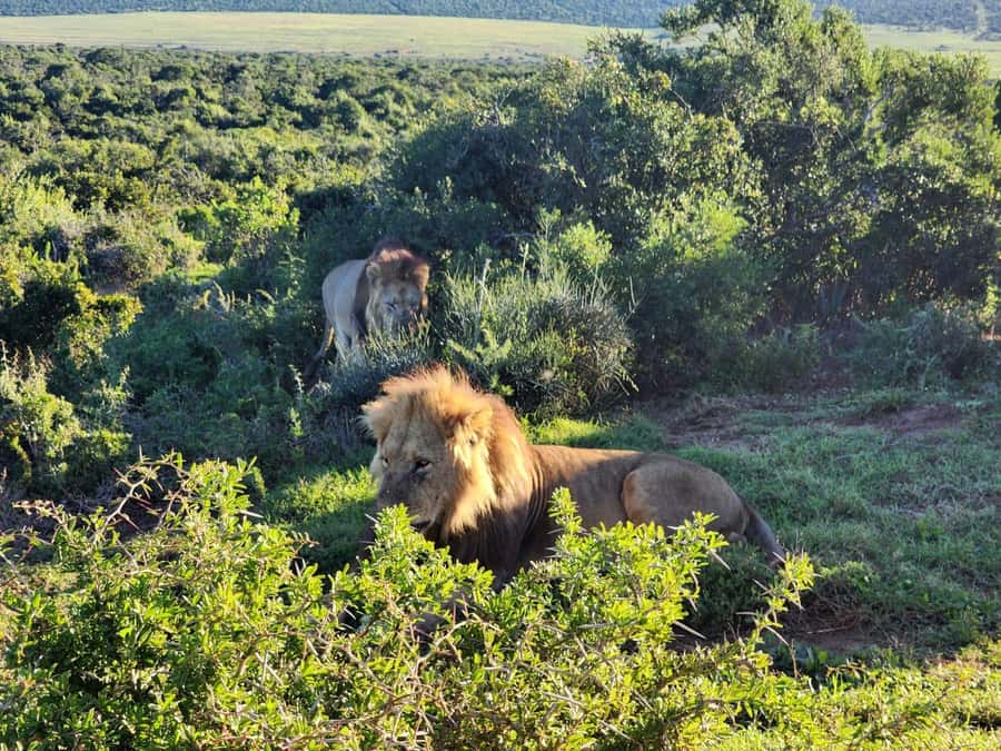 Private Addo Elephant National Park Half Day Tour - What the guide does differently when the park is unpredictable