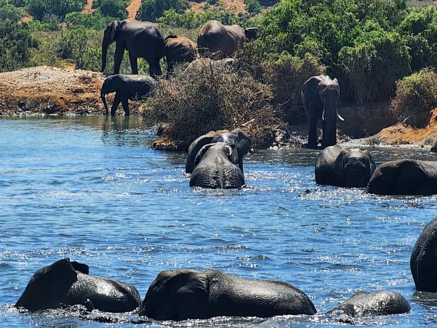 Private Addo Elephant National Park Half Day Tour - Price and value: why $174 can make sense for a half day
