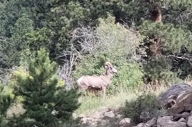Private and Personalized Three Hour Morning Tour of Rocky Mountain National Park - Key highlights worth your attention