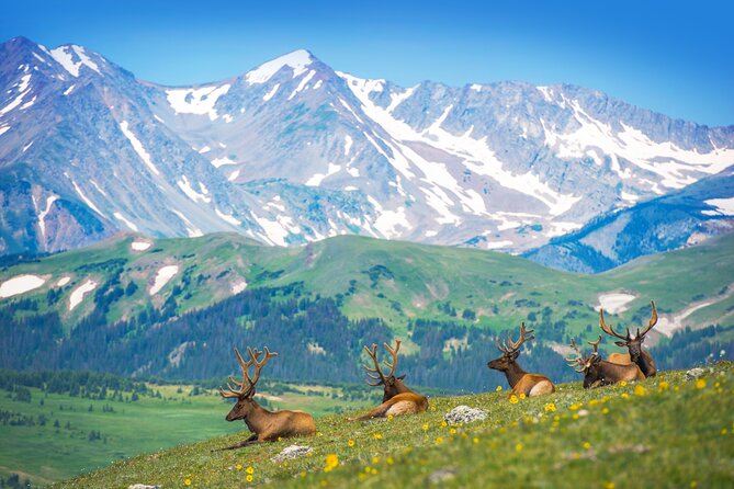 Private Birding Hike in Rocky Mountain National Park - Key Highlights You’ll Care About