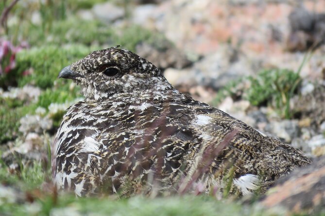 Private Birding Hike in Rocky Mountain National Park - What You’re Searching For: Mammals, Songbirds, and High-Elevation Specialties