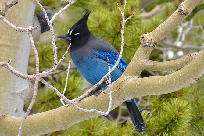 Private Birding Hike in Rocky Mountain National Park - Lunch and Snacks: The Included Meal That Keeps You in the Field