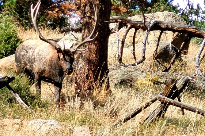 Private Birding Hike in Rocky Mountain National Park - Who This Private Birding Hike Is Best For