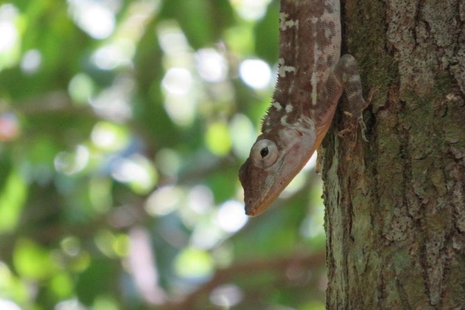 Private Boat Nature Tour of Los Haitises National Park - Price and value: what $160 covers and why that matters