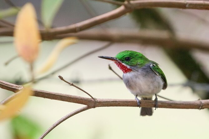 Private Boat Nature Tour of Los Haitises National Park - What to expect at each stop, in plain terms