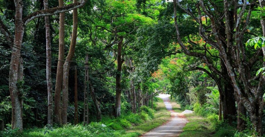 Private Day Tour: Cuc Phuong National Park from Hanoi - Cuc Phuong National Park from Hanoi: what “private day trip” really buys you