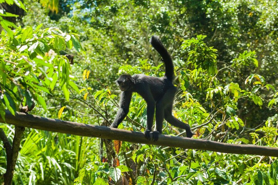 Private Day Tour: Cuc Phuong National Park from Hanoi - First stop in the park: langurs and the Endangered Primate Rescue Center