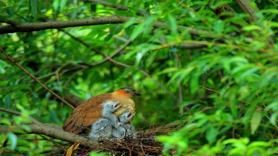 Private Day Tour: Cuc Phuong National Park from Hanoi - What you should know about the pace, comfort, and practical setup