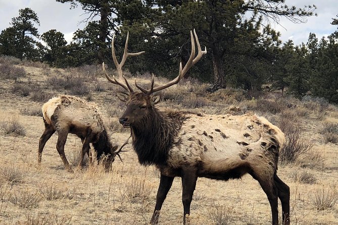 Private Day Tour From Denver to Estes Park and Rocky Mountain National Park - Winter route notes: Bear Lake access and the Grand Lake “east side” issue