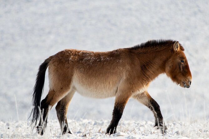 Private Day Tour in Hustai Nuruu National Park - Key Things I’d Know Before You Go