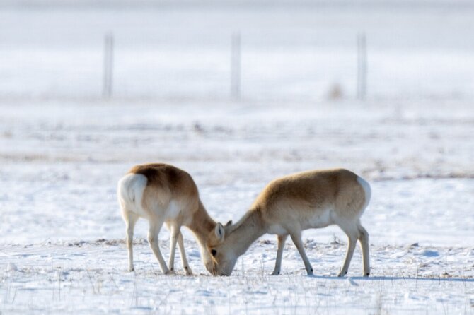 Private Day Tour in Hustai Nuruu National Park - From Ulaanbaatar Out to Takhi Country