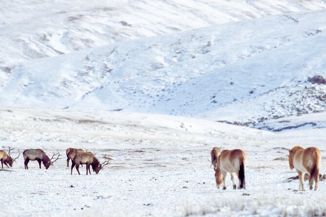 Private Day Tour in Hustai Nuruu National Park - Hustai National Park Information Center and Preservationists