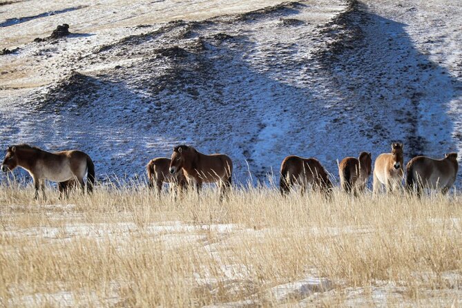 Private Day Tour in Hustai Nuruu National Park - How to Handle Takhi Sightings in July and Other Seasons