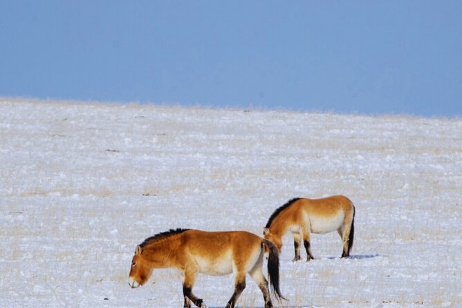 Private Day Tour in Hustai Nuruu National Park - What the 8–10 Hour Day Feels Like (And Why Lunch Helps)