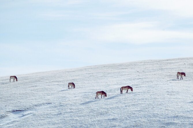 Private Day Tour in Hustai Nuruu National Park - Who Should Book This Private Hustai Day Tour