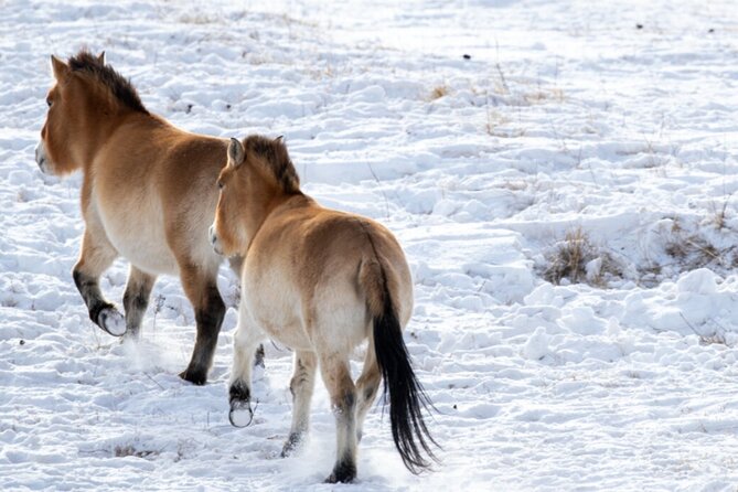 Private Day Tour in Hustai Nuruu National Park - Khustain Nuruu National Park: The Takhi Recovery Story