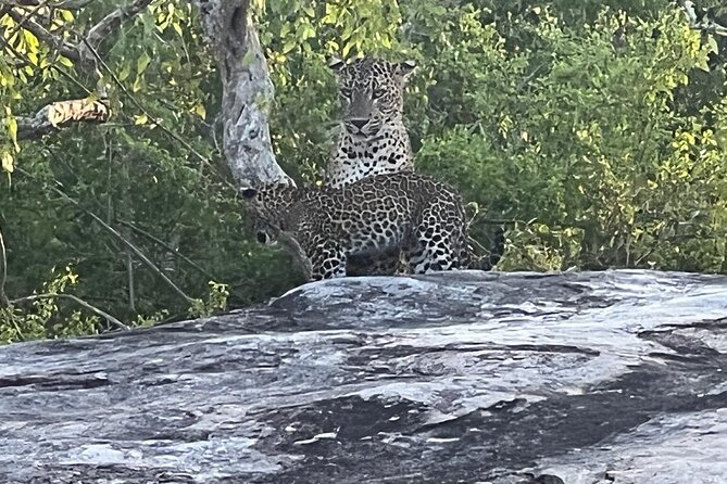 Private Day Tour in Yala National Park with Lunch - Inside the park: 5 blocks and the habitats that drive sightings